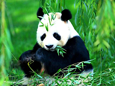 碧峰峽-最最可愛的熊貓.jpg